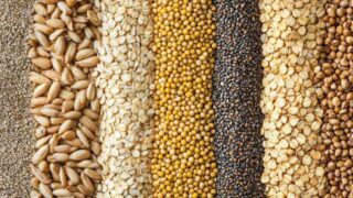 Wheat vs Multigrain